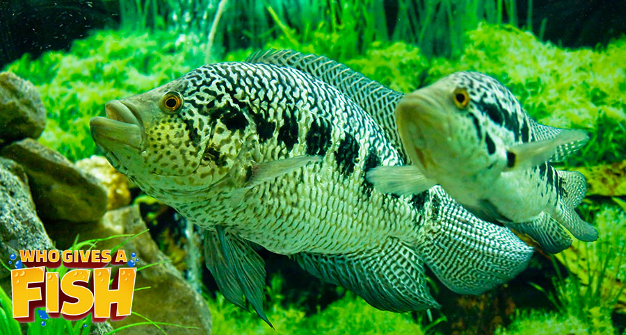 Jaguar Cichlid - Who Gives A Fish